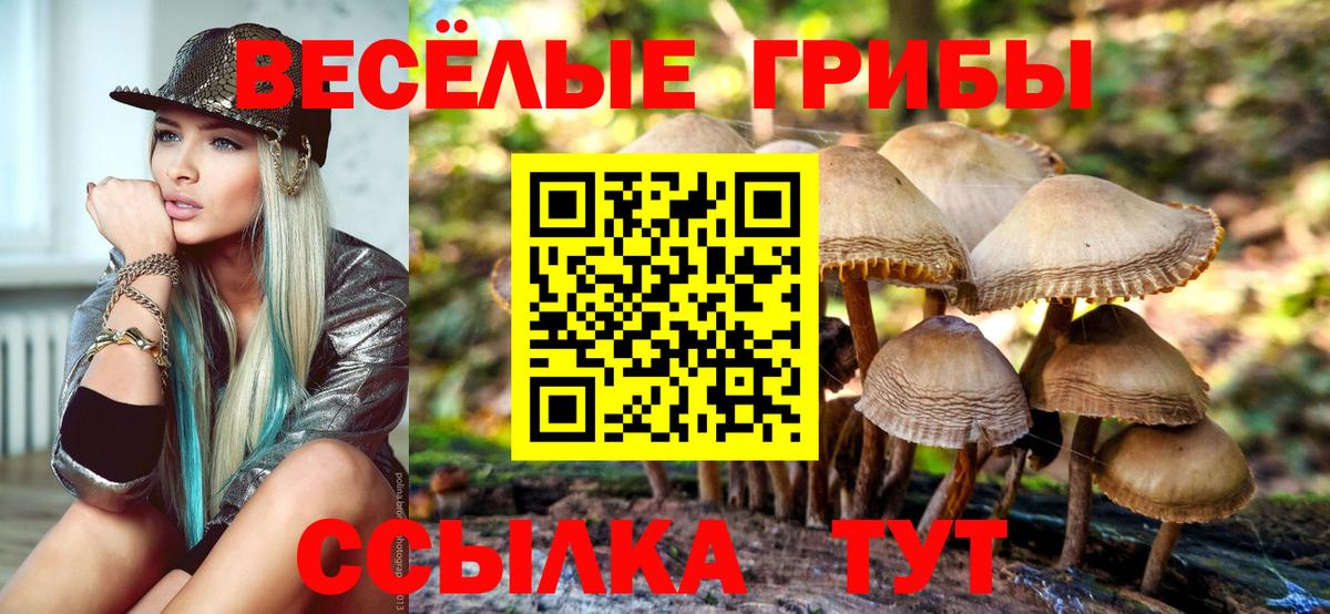 Псилоцибиновые грибы Psilocybine cubensis Заводоуковск